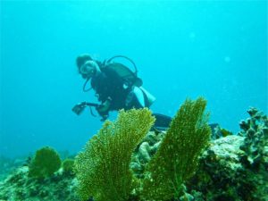 Susan diving with camera